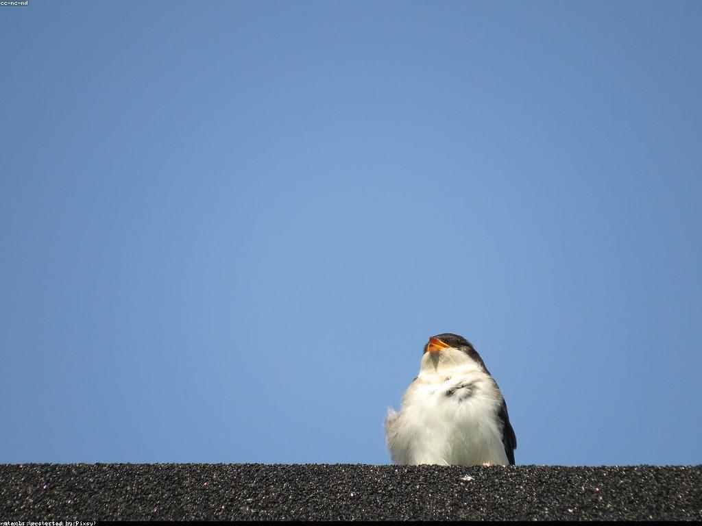 សំណួរញឹកញាប់អំពីជីវិត